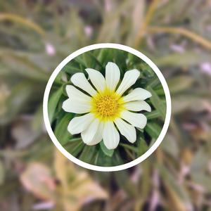 公交强奸内射美女奸小说
